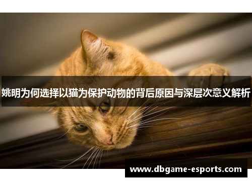 姚明为何选择以猫为保护动物的背后原因与深层次意义解析